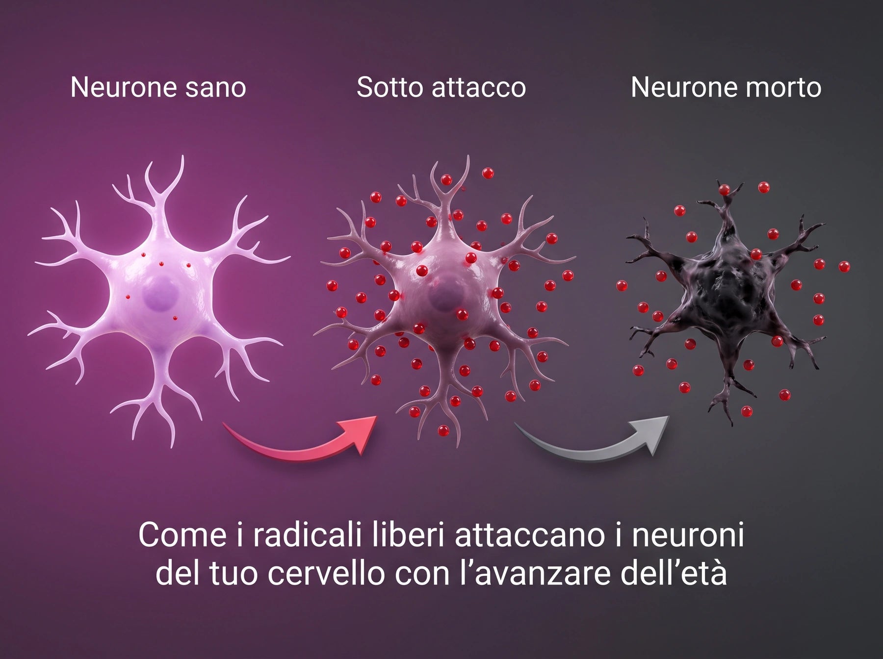 Come i radicali liberi attaccano i neuroni